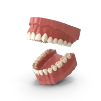 Консультация Гнатолога